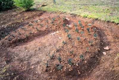Djeci sa cističnom fibrozom dostupan inovativni lijek Trikafta